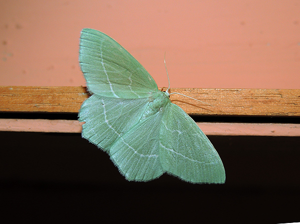 Hemistola chrysoprasaria Geometridae